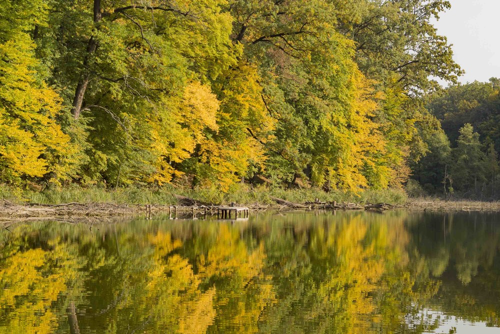 Фотографія Золотава осінь.. / Вікторія Царенко / photographers.ua