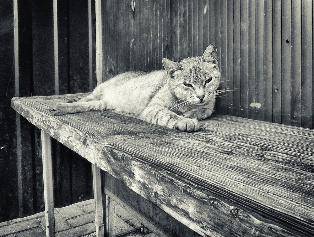 Фотографія Остановка / Василий Васюк / photographers.ua