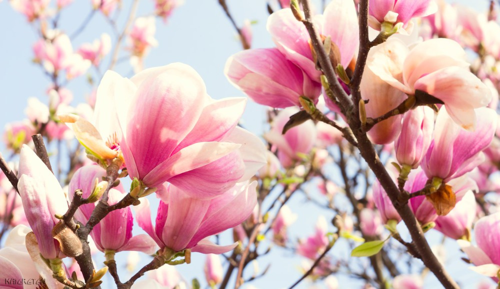 Фотографія magnolia / Kapitolina Greten / photographers.ua