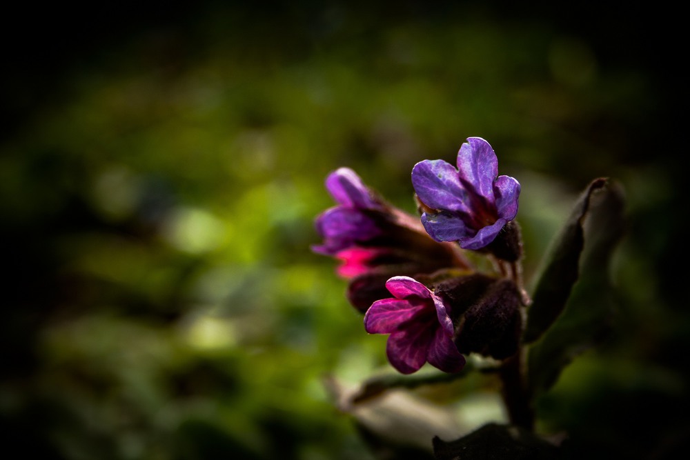 Фотографія *** / Наталия Цехмейструк / photographers.ua