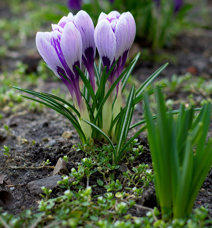 Фотографія Весняна квітка / Сергей Кундас / photographers.ua