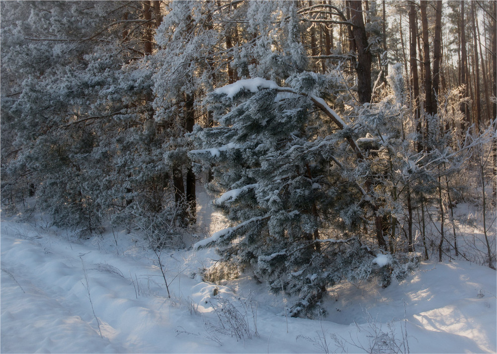 Фотографія Краєм лісу... / Сергей Кундас / photographers.ua