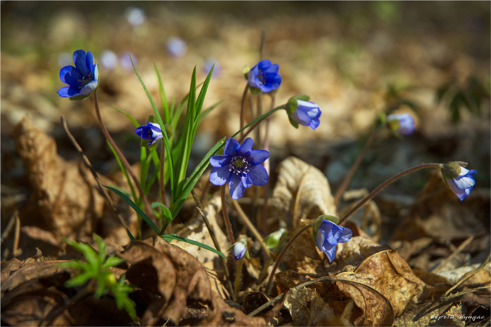 Фотографія Весняні самоцвіти... / Сергей Кундас / photographers.ua
