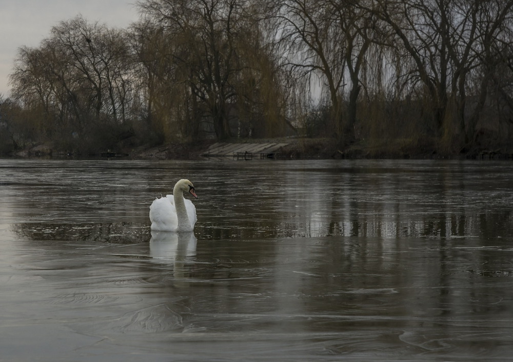 Фотографія Белый лебедь на пруду... / Сергей Кундас / photographers.ua