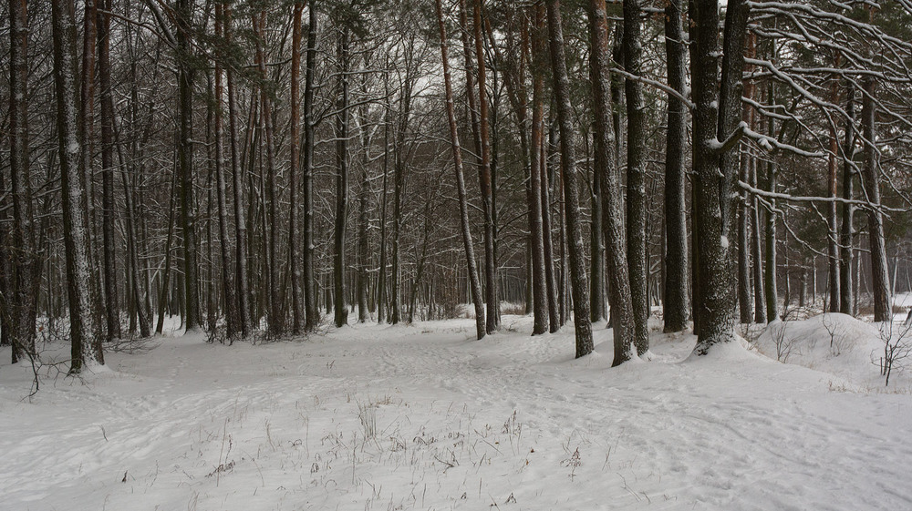 Фотографія Зима у нашому парку / Сергей Кундас / photographers.ua