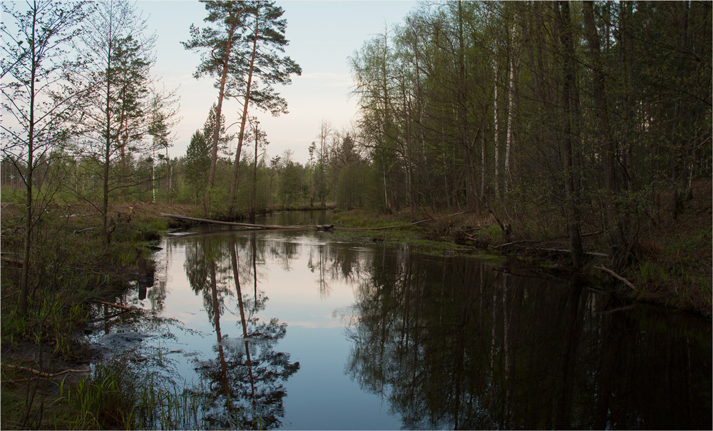 Фотографія р.Бобер. Ранкове Полісся... / Сергей Кундас / photographers.ua