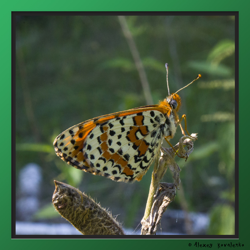 Фотографія Макро / Алексей Коваленко / photographers.ua