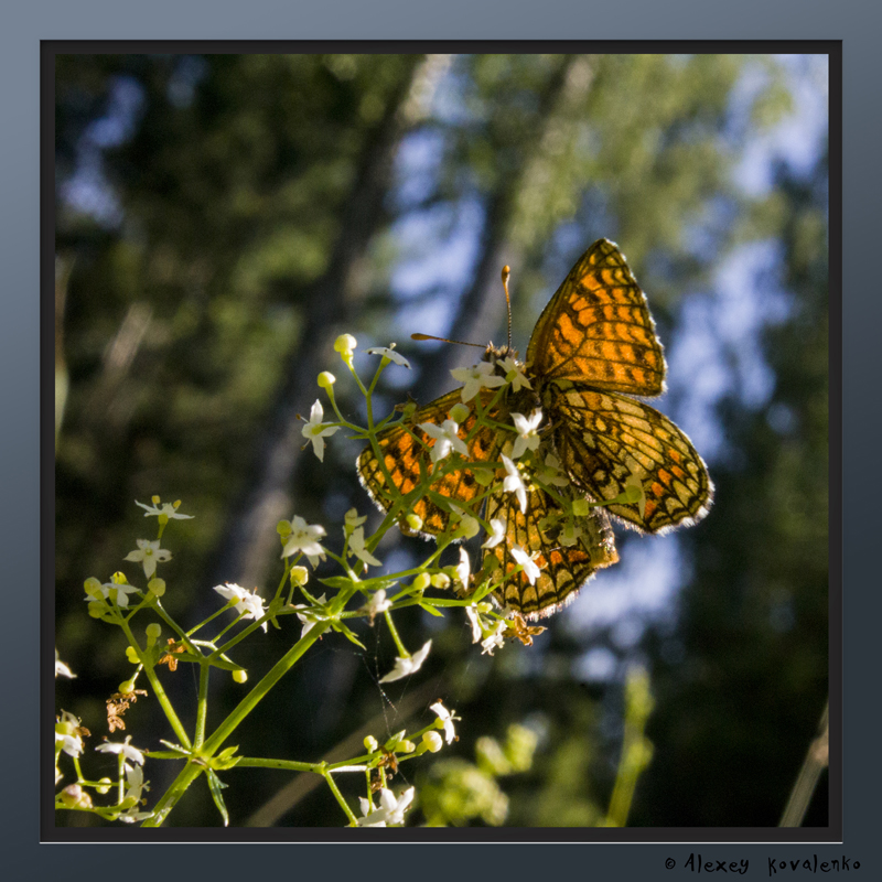 Фотографія Макро / Алексей Коваленко / photographers.ua
