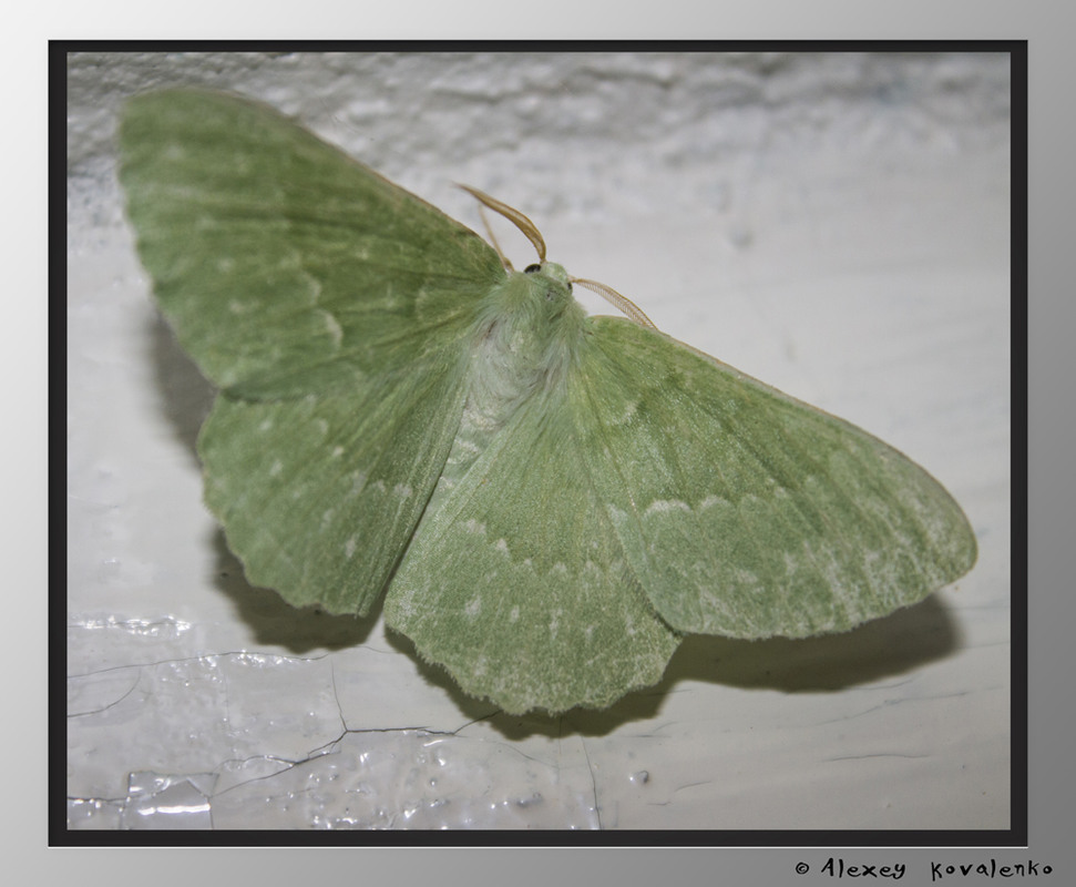 Фотографія Макро / Алексей Коваленко / photographers.ua