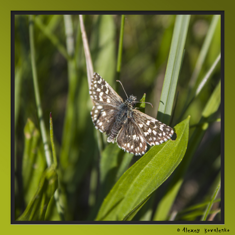 Фотографія Макро / Алексей Коваленко / photographers.ua