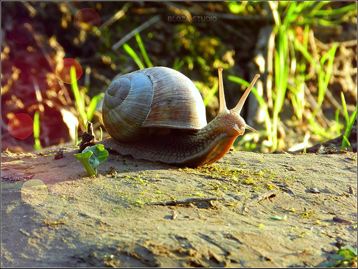 Фотографія Равлик / Богдан Лозинський / photographers.ua