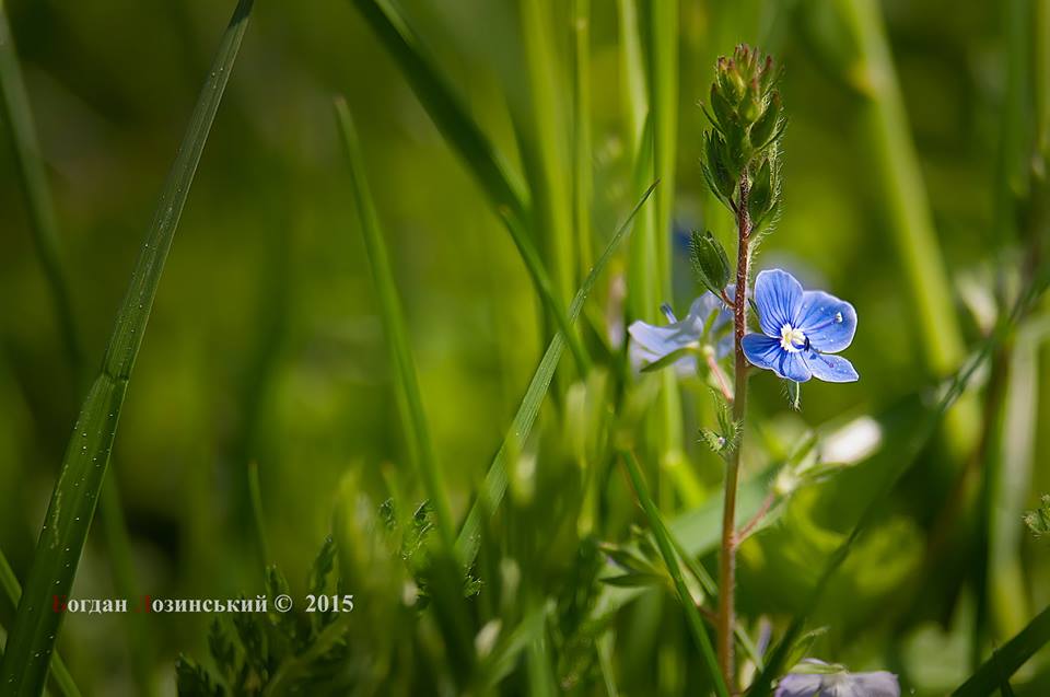 Фотографія Квітка / Богдан Лозинський / photographers.ua