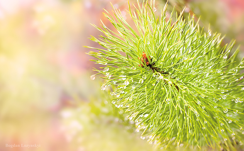 Фотографія Сосна / Богдан Лозинський / photographers.ua