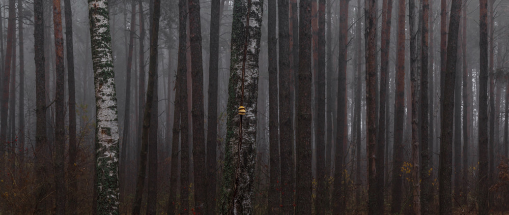 Фотографія А у лісі... / Олексій Будник / photographers.ua