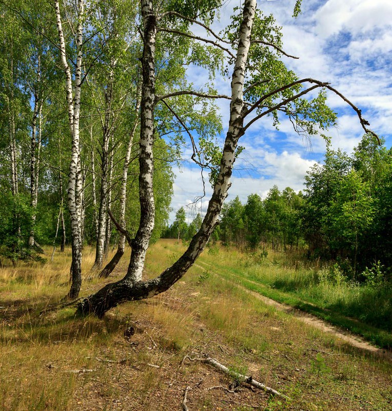Фотографія Знойный лес / Олексій Будник / photographers.ua