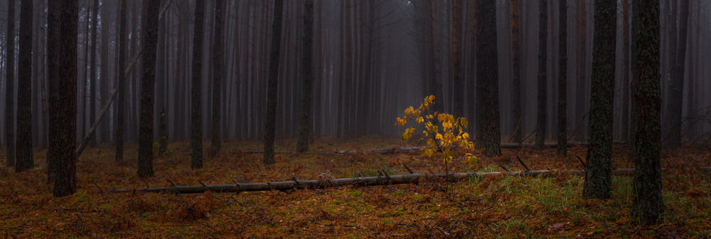 Фотографія Вогник серед лісу 2 / Олексій Будник / photographers.ua