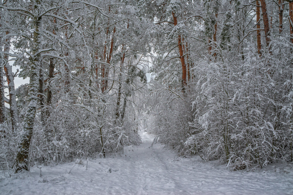 Фотографія Зимовий ліс / Олексій Будник / photographers.ua