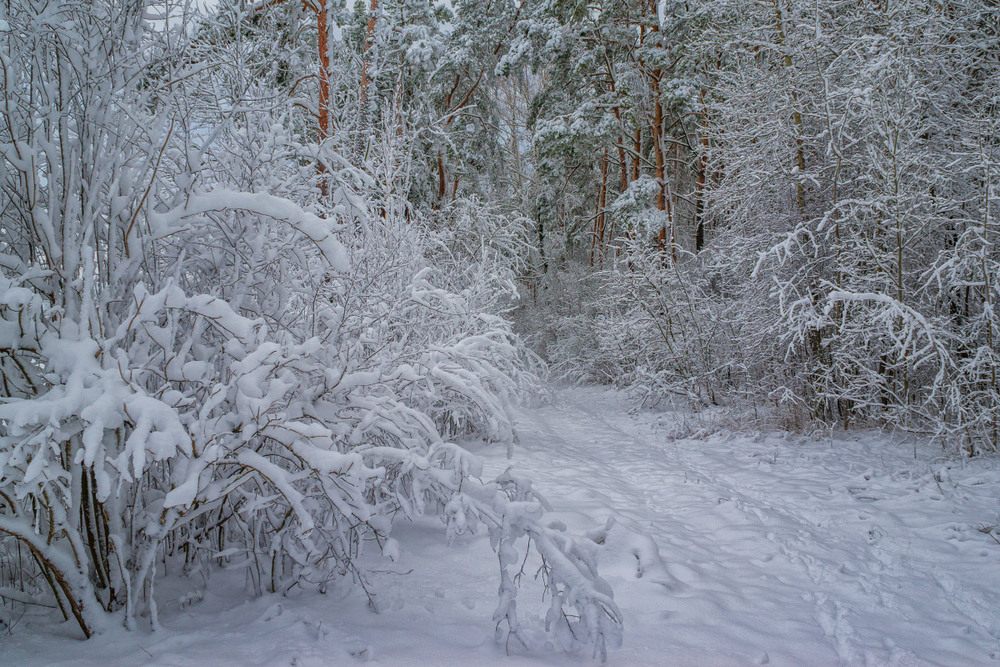 Фотографія Зимовий ліс 2 / Олексій Будник / photographers.ua