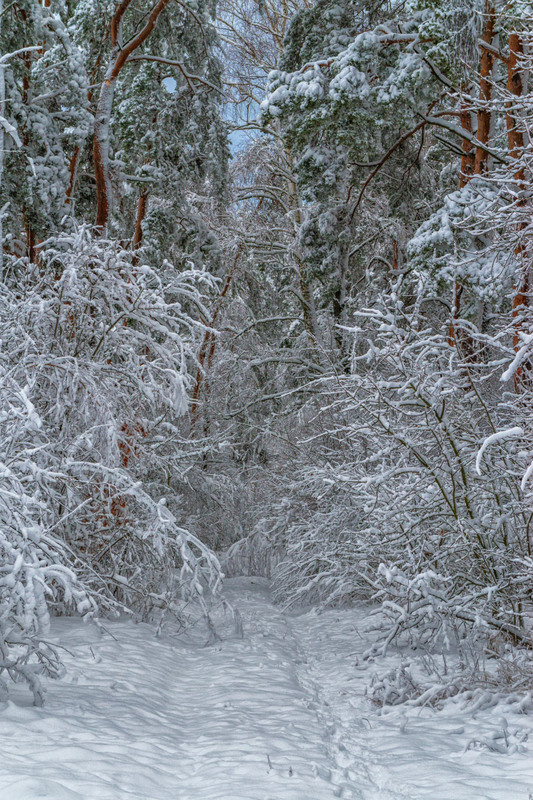 Фотографія Сніжно в лісі / Олексій Будник / photographers.ua