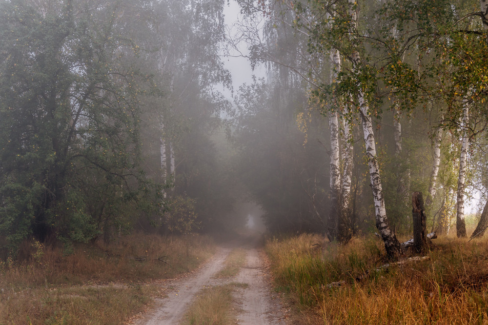 Фотографія Дорогою туман стелеться... / Олексій Будник / photographers.ua