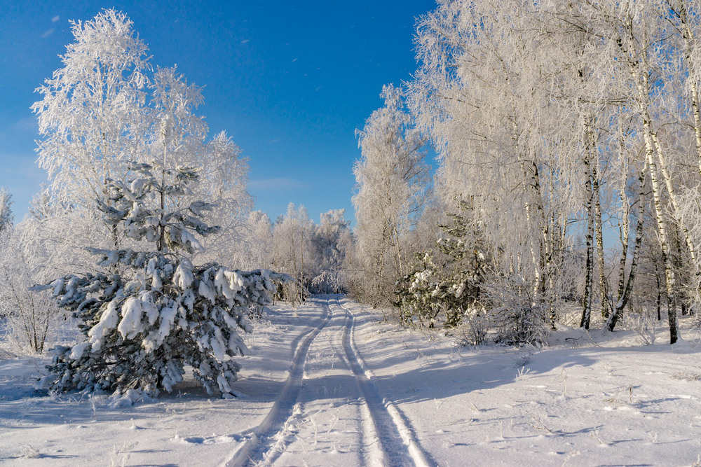 Фотографія Зимова прогулянка / Олексій Будник / photographers.ua