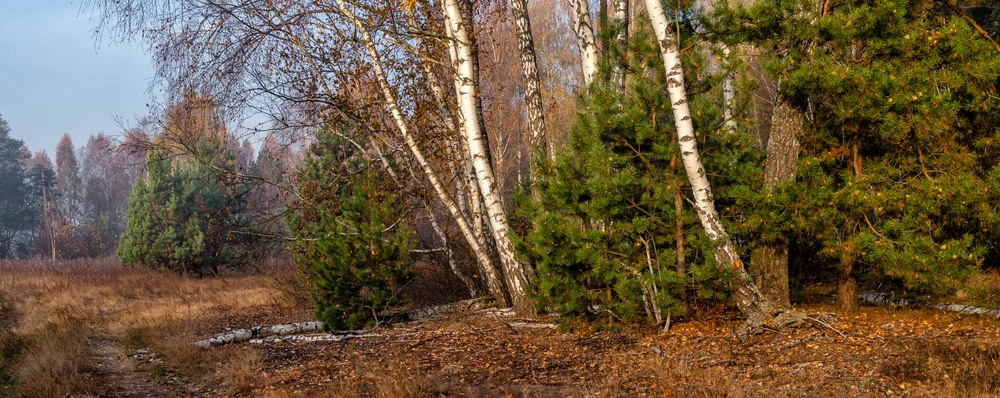 Фотографія Понад лісом осіннім / Олексій Будник / photographers.ua