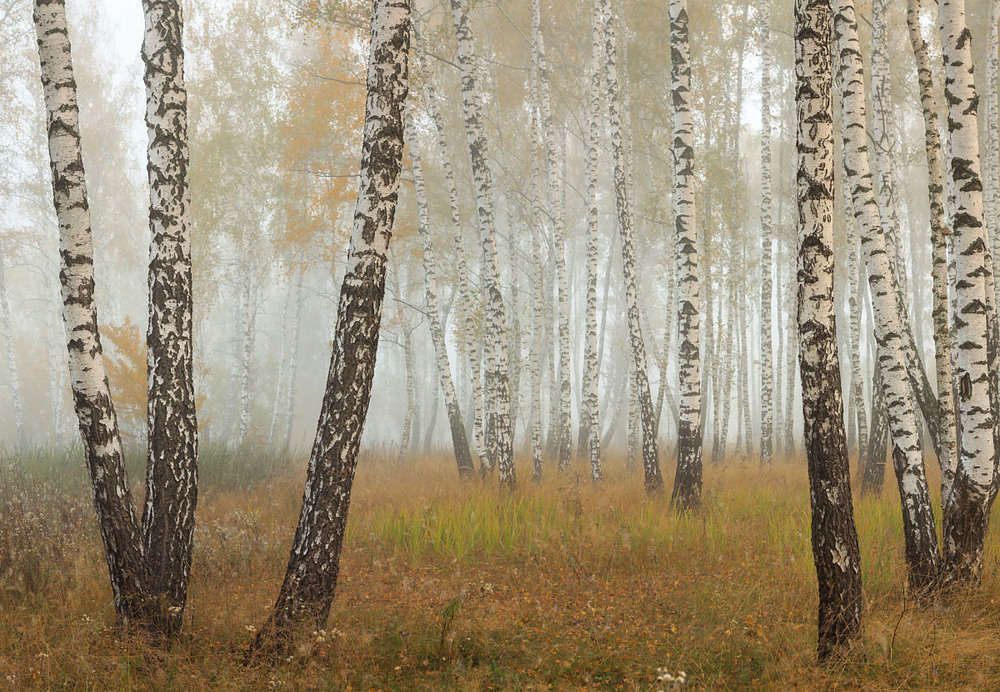 Фотографія Нікудишня осінь... / Олексій Будник / photographers.ua