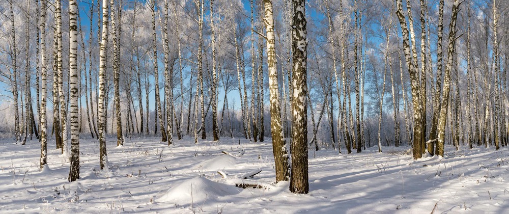 Фотографія Гарно взимку в лісі / Олексій Будник / photographers.ua