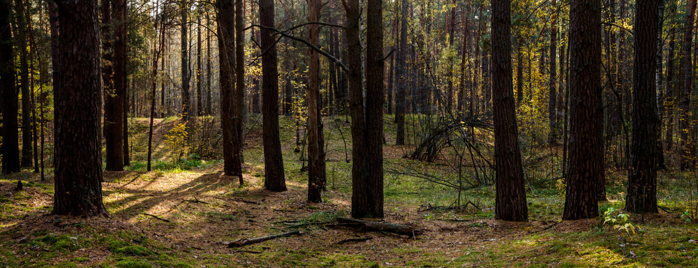 Фотографія В Чернігівських лісах / Олексій Будник / photographers.ua