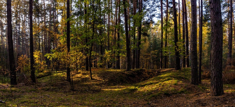 Фотографія Блукаючи осіннім лісом / Олексій Будник / photographers.ua