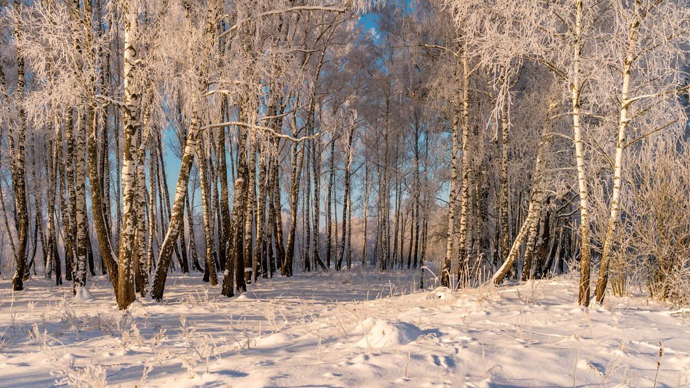Фотографія Морозно ранком в лісі / Олексій Будник / photographers.ua