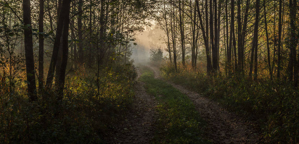 Фотографія А за лісом туман... / Олексій Будник / photographers.ua