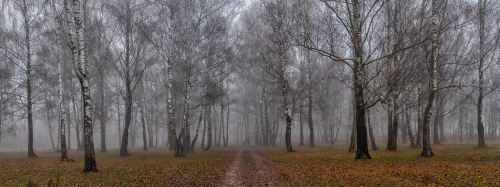 Фотографія Про березовий гай та туман... / Олексій Будник / photographers.ua
