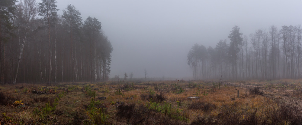 Фотографія Там де ріс ліс... / Олексій Будник / photographers.ua
