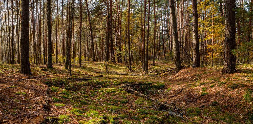 Фотографія Блукаючи осіннім лісом / Олексій Будник / photographers.ua