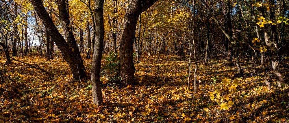 Фотографія По ковру опавших листьев... / Олексій Будник / photographers.ua