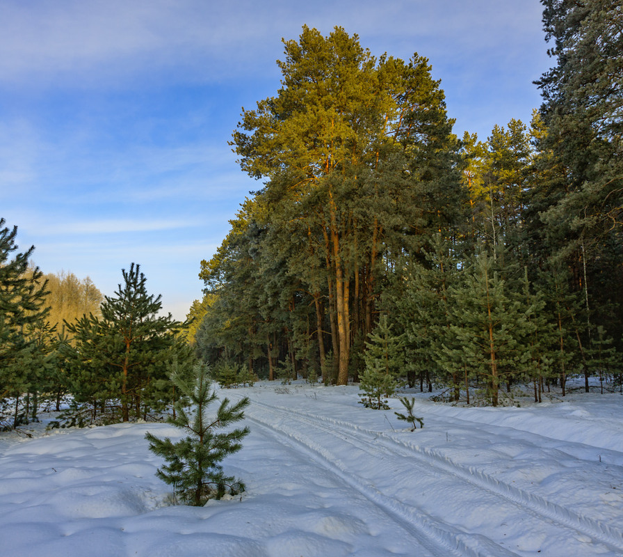 Фотографія В зимовому лісі / Олексій Будник / photographers.ua