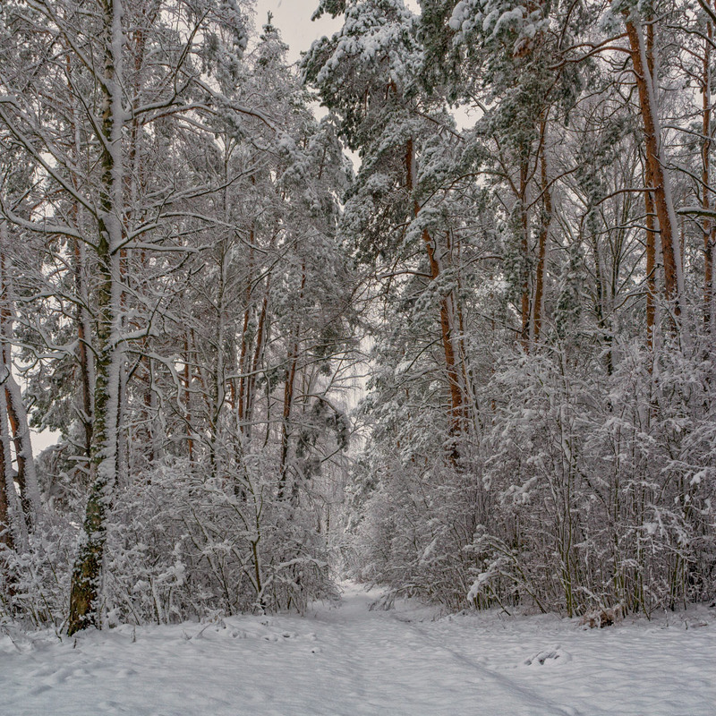 Фотографія І знову про зимовий ліс / Олексій Будник / photographers.ua