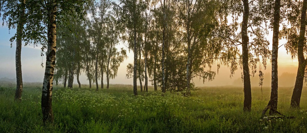 Фотографія Берези і туман... / Олексій Будник / photographers.ua