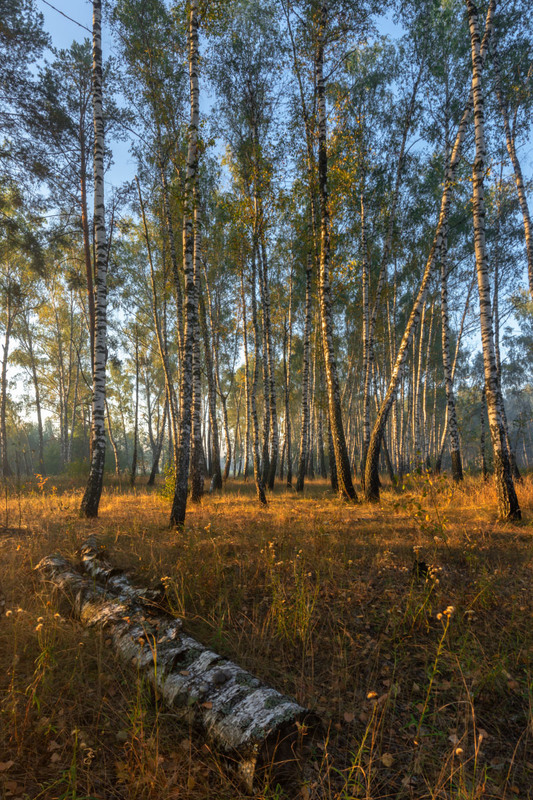 Фотографія Ранок в осінньому лісі / Олексій Будник / photographers.ua