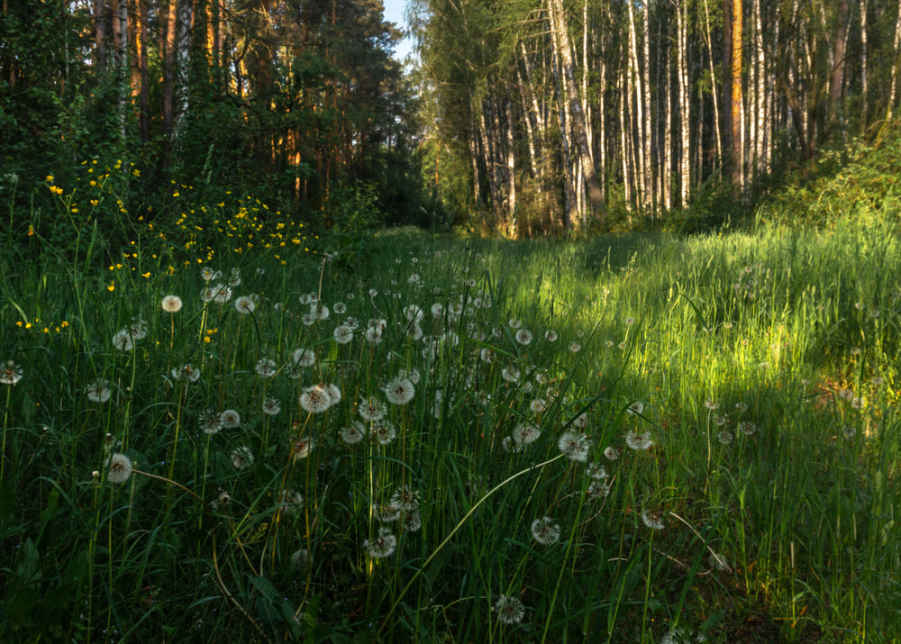 Фотографія Весна в лісі... / Олексій Будник / photographers.ua