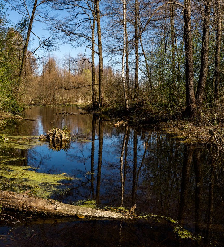 Фотографія Про стару річку на весні / Олексій Будник / photographers.ua