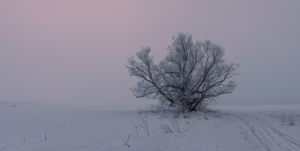 Фотографія Туманний ранок січня / Олексій Будник / photographers.ua