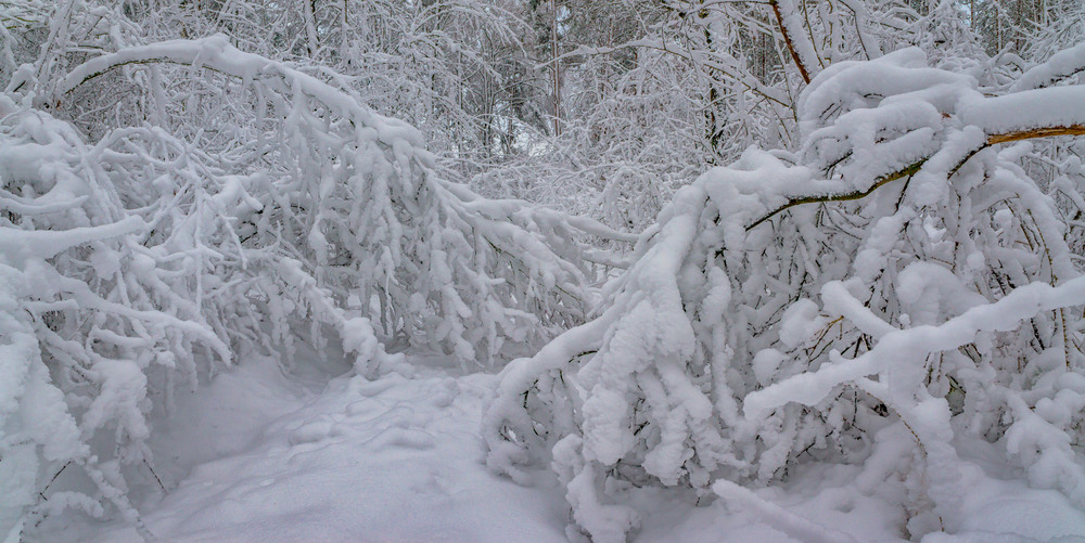 Фотографія Сніг деревця пригиба... / Олексій Будник / photographers.ua