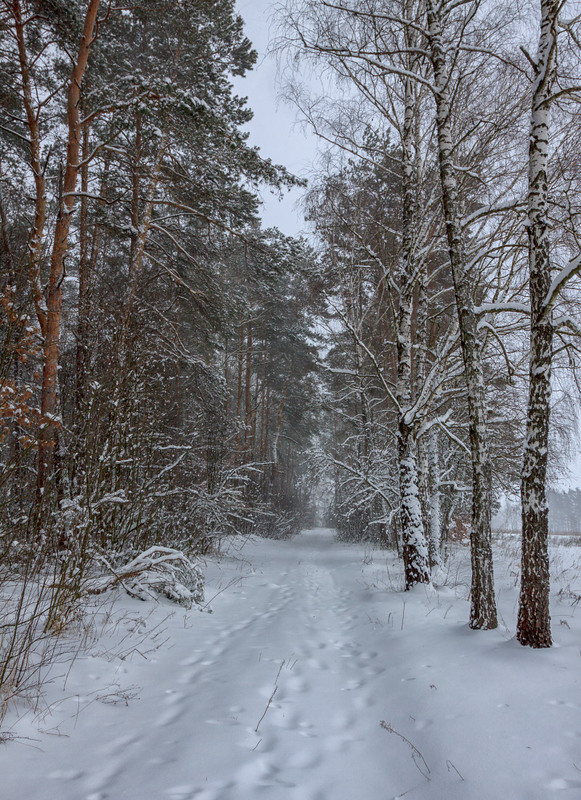 Фотографія Гуляючи зимовим лісом / Олексій Будник / photographers.ua