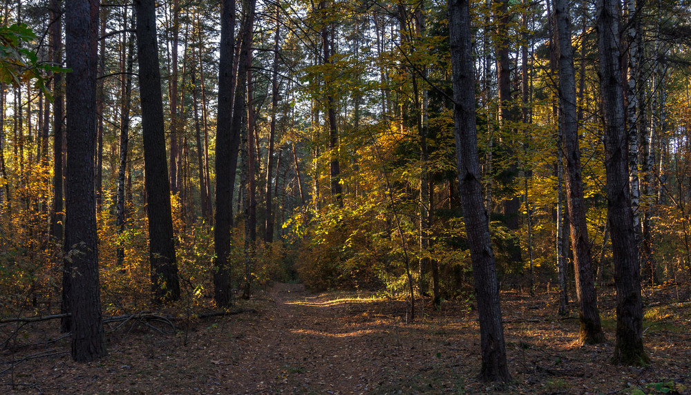 Фотографія Темно  в лісі,бо сонце низько... / Олексій Будник / photographers.ua