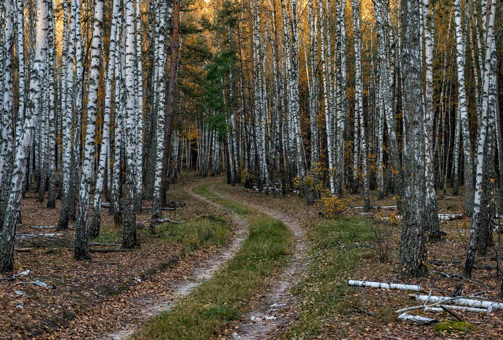 Фотографія Білий ліс / Олексій Будник / photographers.ua