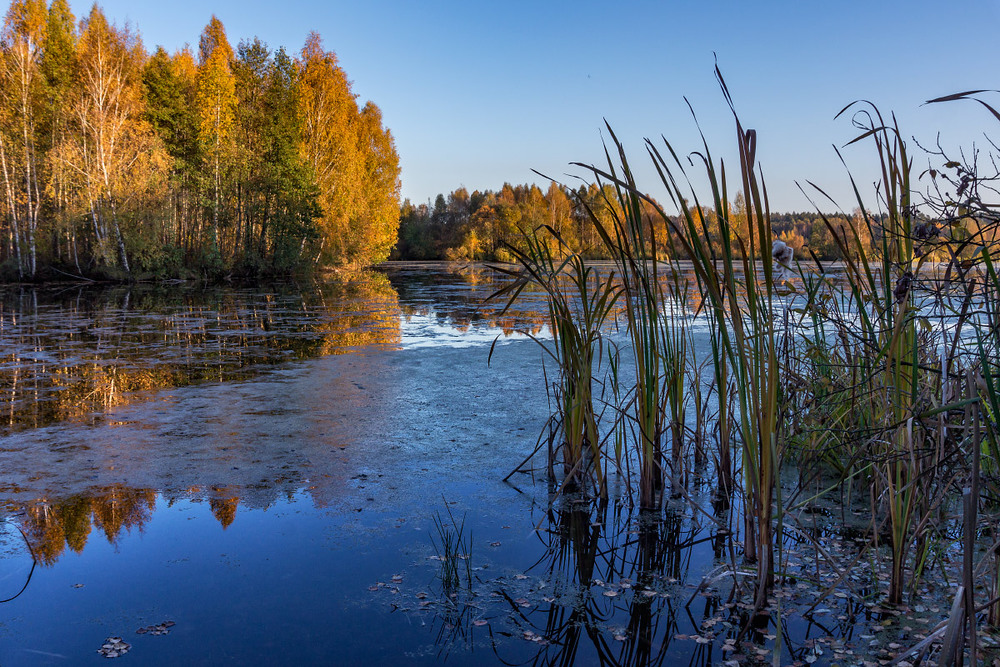 Фотографія Осінь на озері в урочищі Ронгова / Олексій Будник / photographers.ua