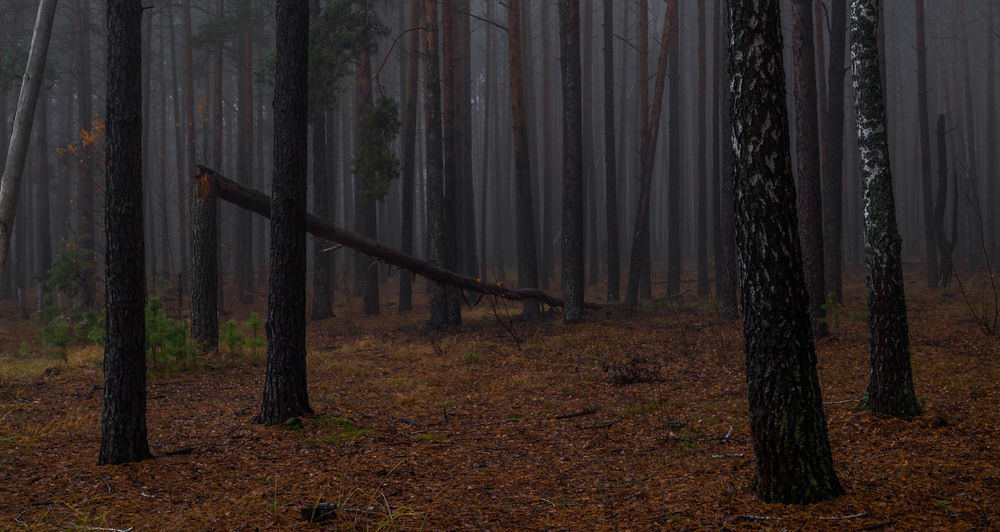 Фотографія Зламане дерево / Олексій Будник / photographers.ua