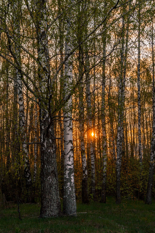 Фотографія Десь за лісом сонце сіда / Олексій Будник / photographers.ua